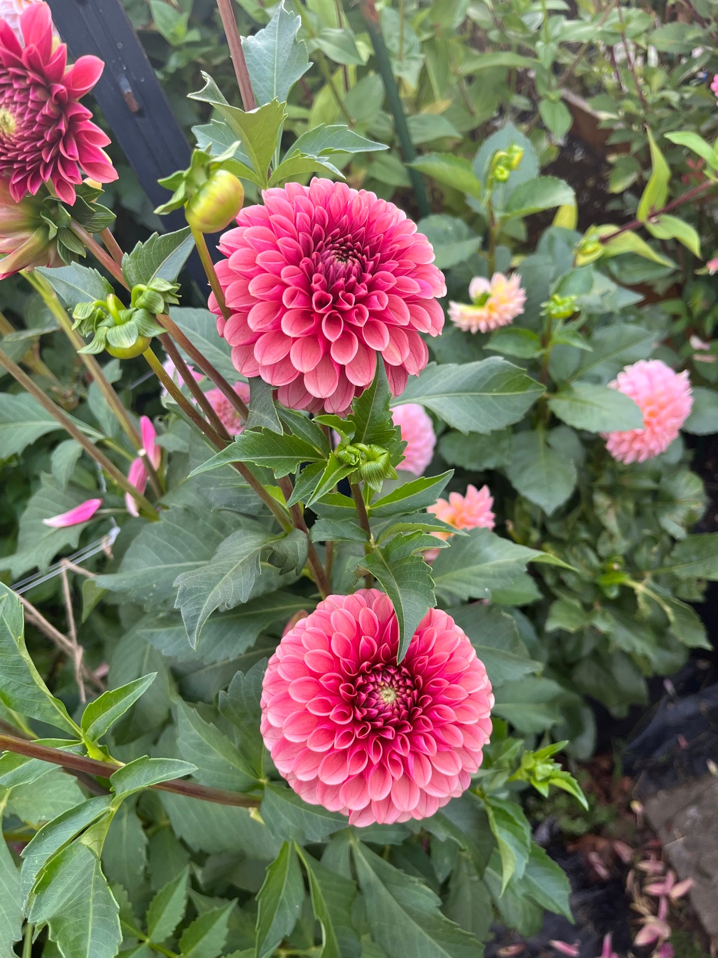 Levi's Blood Moon -Cutting-