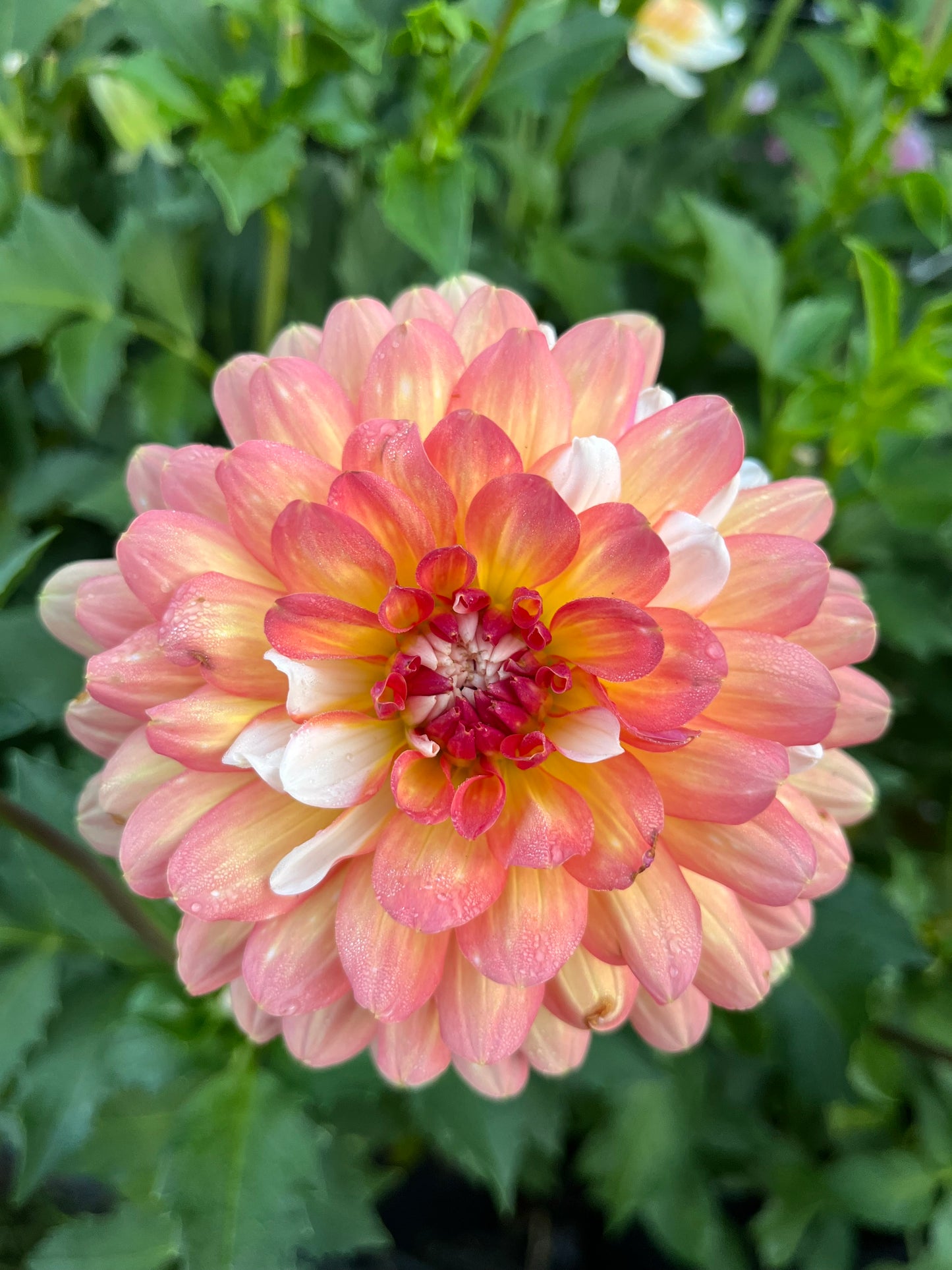 Prairie Home Judith Ann -Cutting-