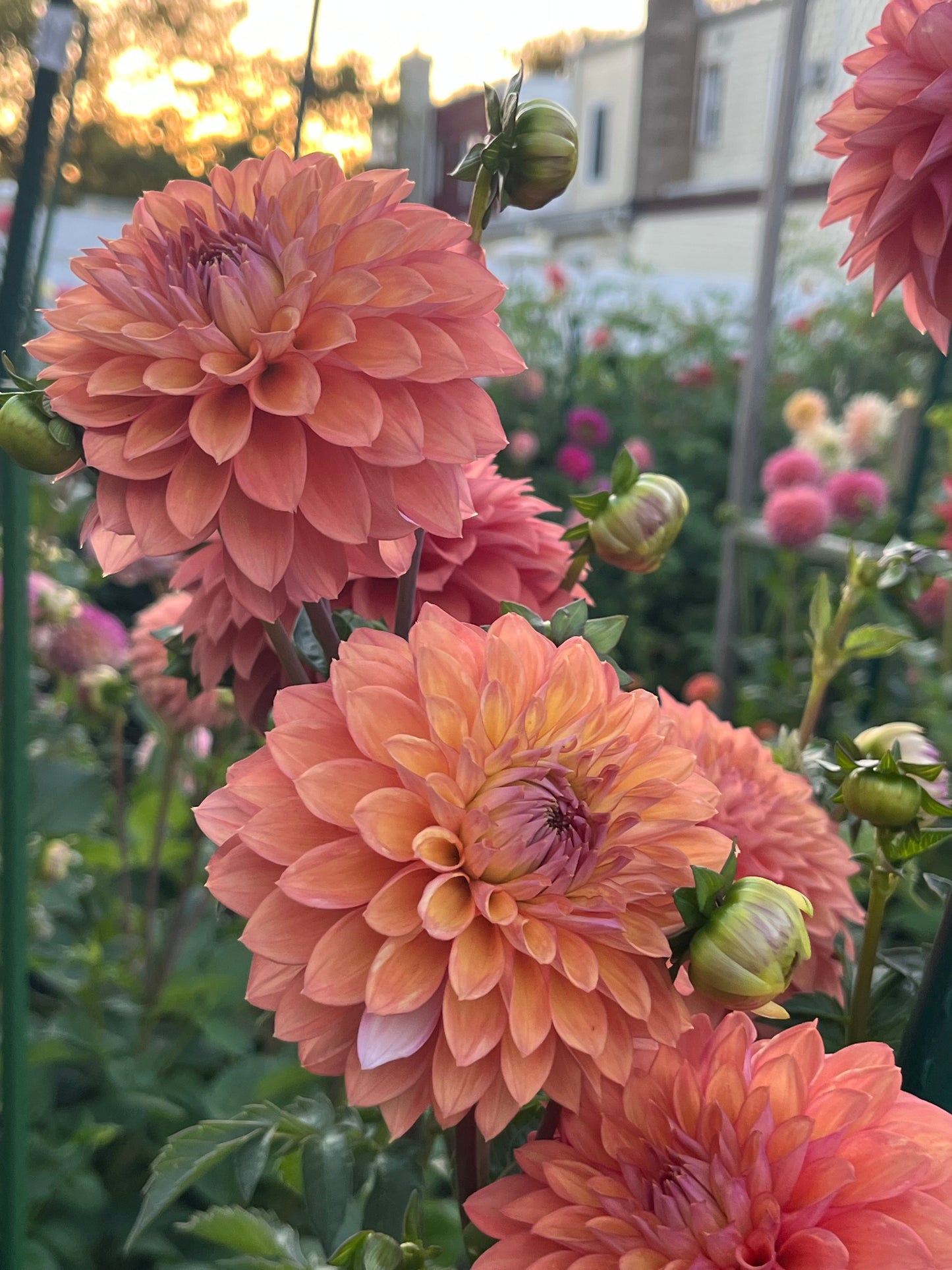 Misfit Kaleidoscope -Cutting-