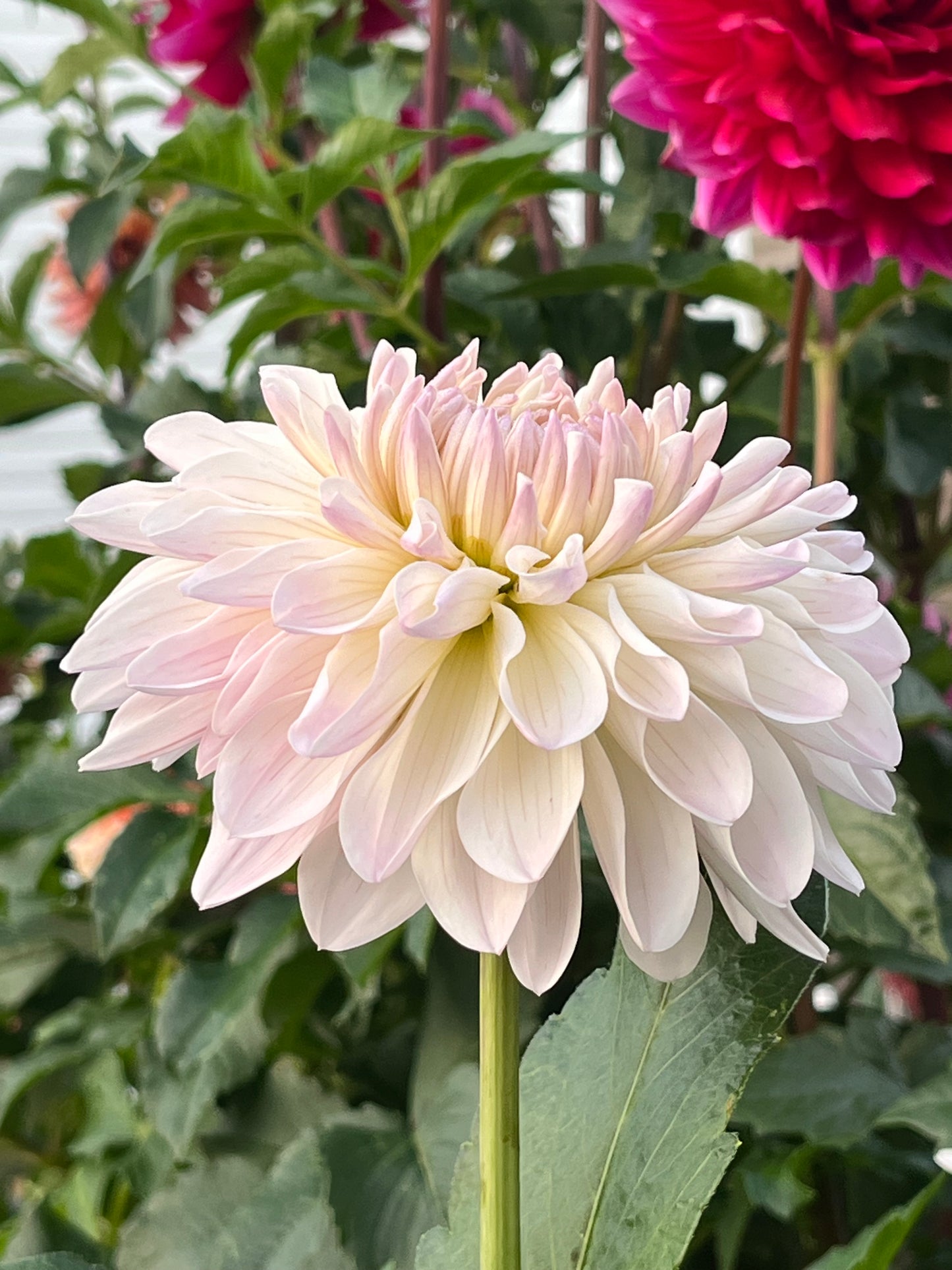 Clasico🇯🇵 -Cutting-