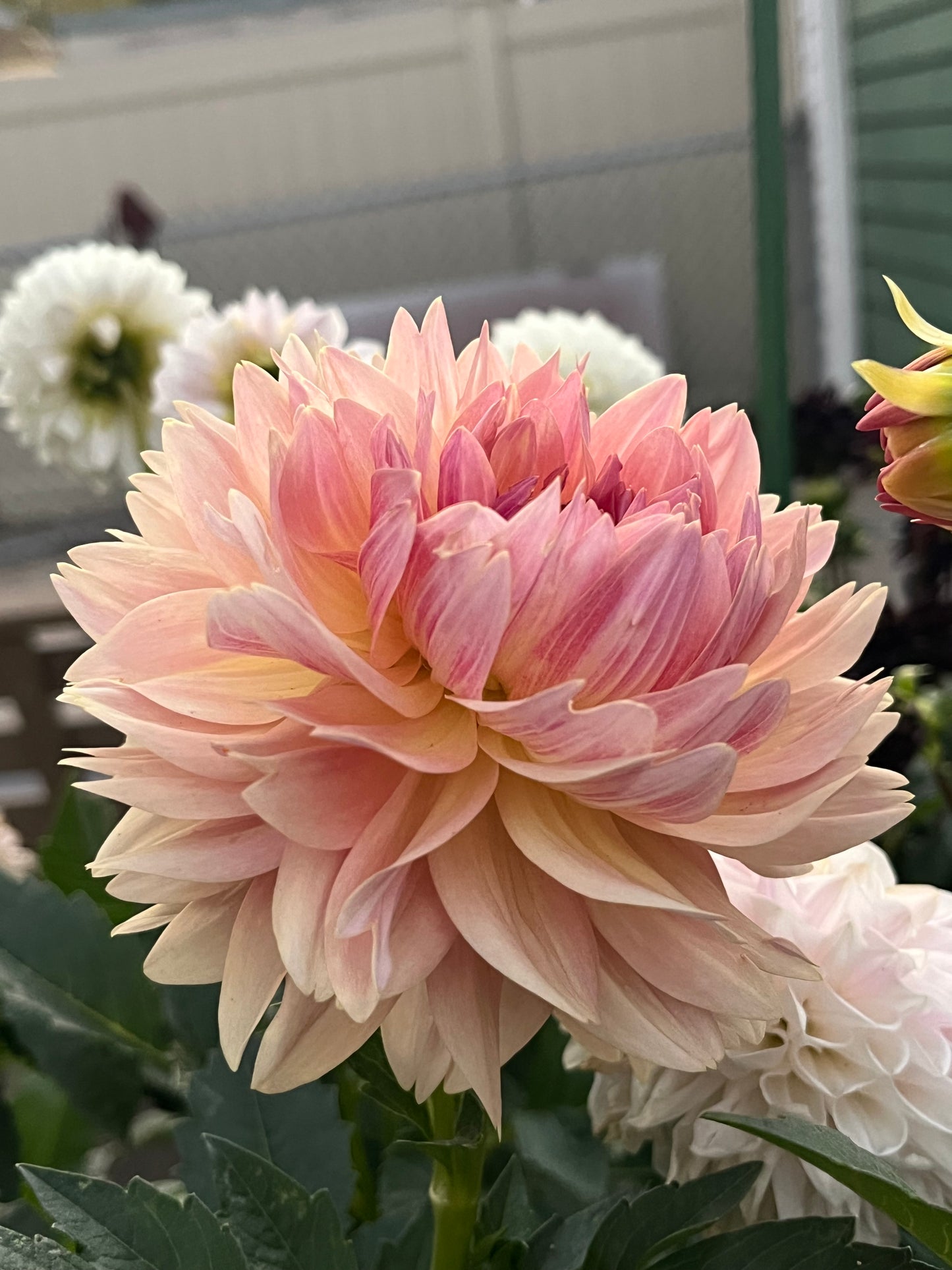 Joel’s Favourite -Cutting-