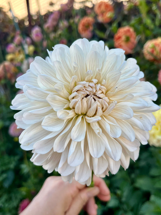 Clasico🇯🇵 -Limit 1 per Household-