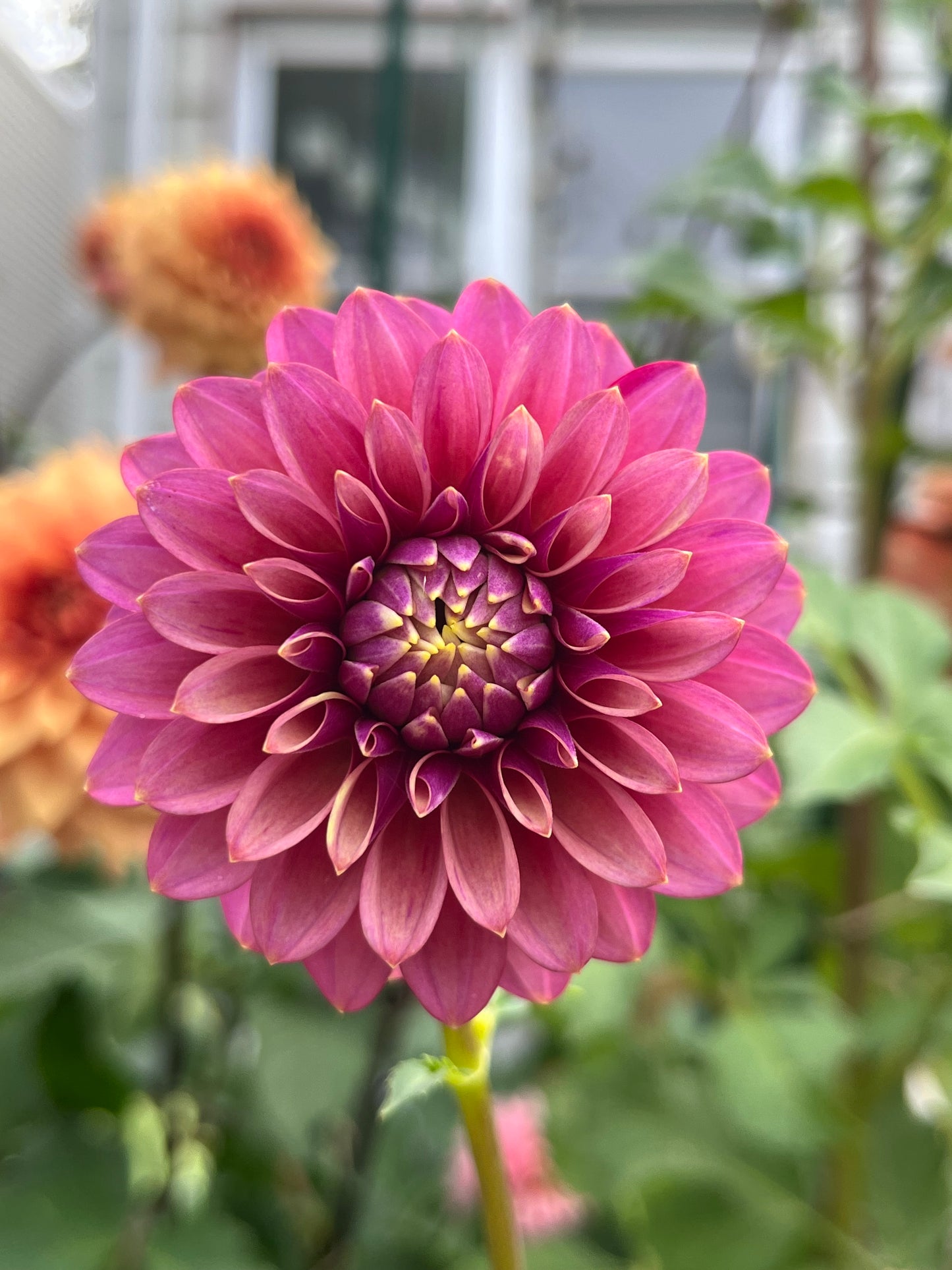 Levi’s Leprechaun -Cutting-