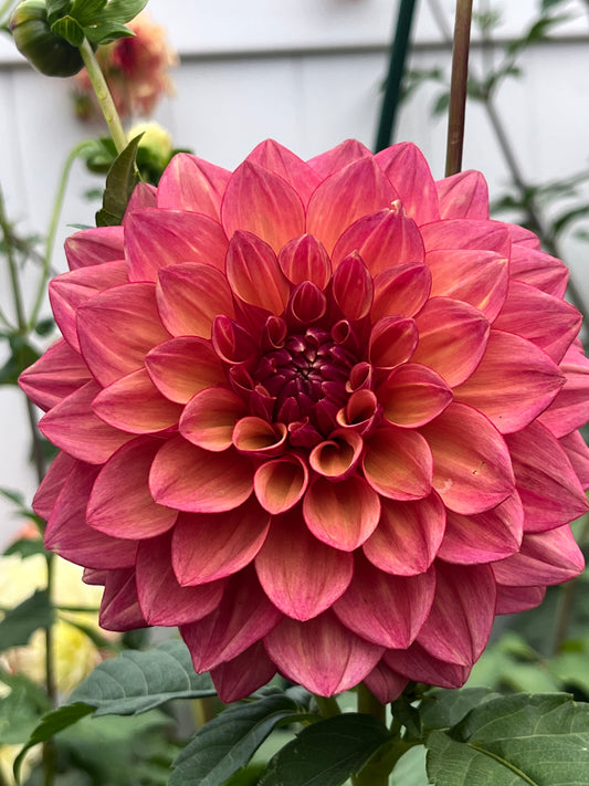 Furu Maru -Limit 1 per Household-