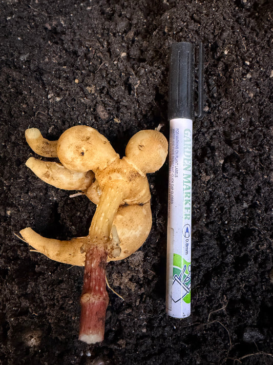 Sepia🇯🇵 -Pot tuber-Limit 1