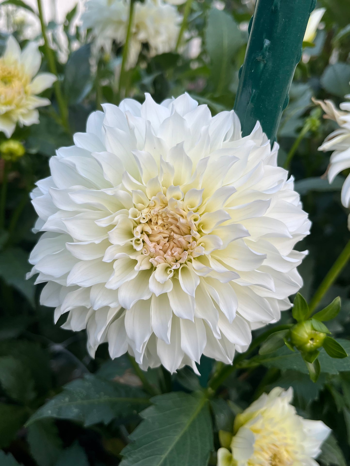 Spur🇯🇵 -Limit 1 per Household-