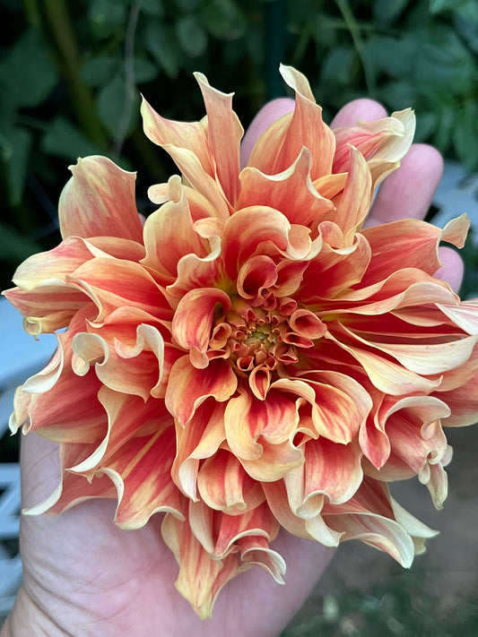 Rengoku🇯🇵 -Limit 1 per Household-