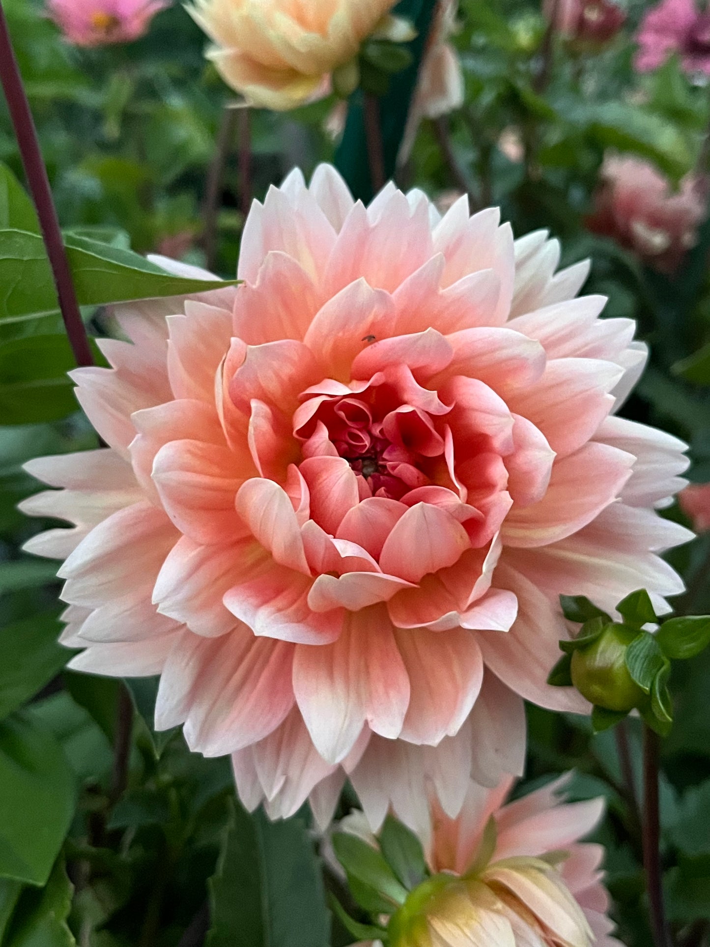 Carolina Wagemans -Limit 1 per Household-