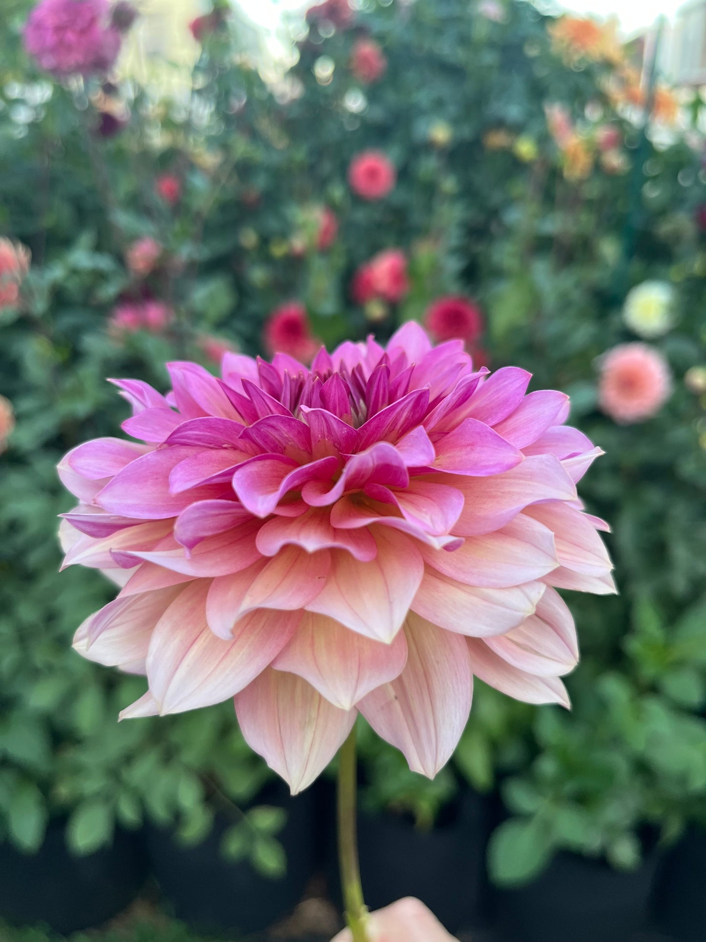 Antique Romance🇯🇵 -Limit 1 per Household-