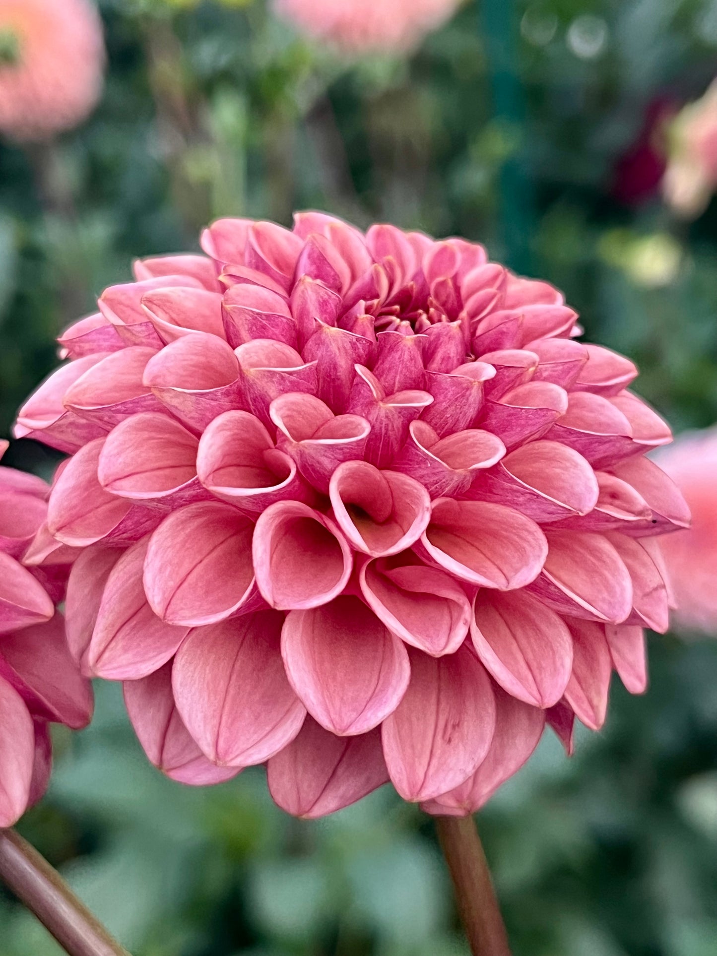 Levi's Tomato -Cutting-