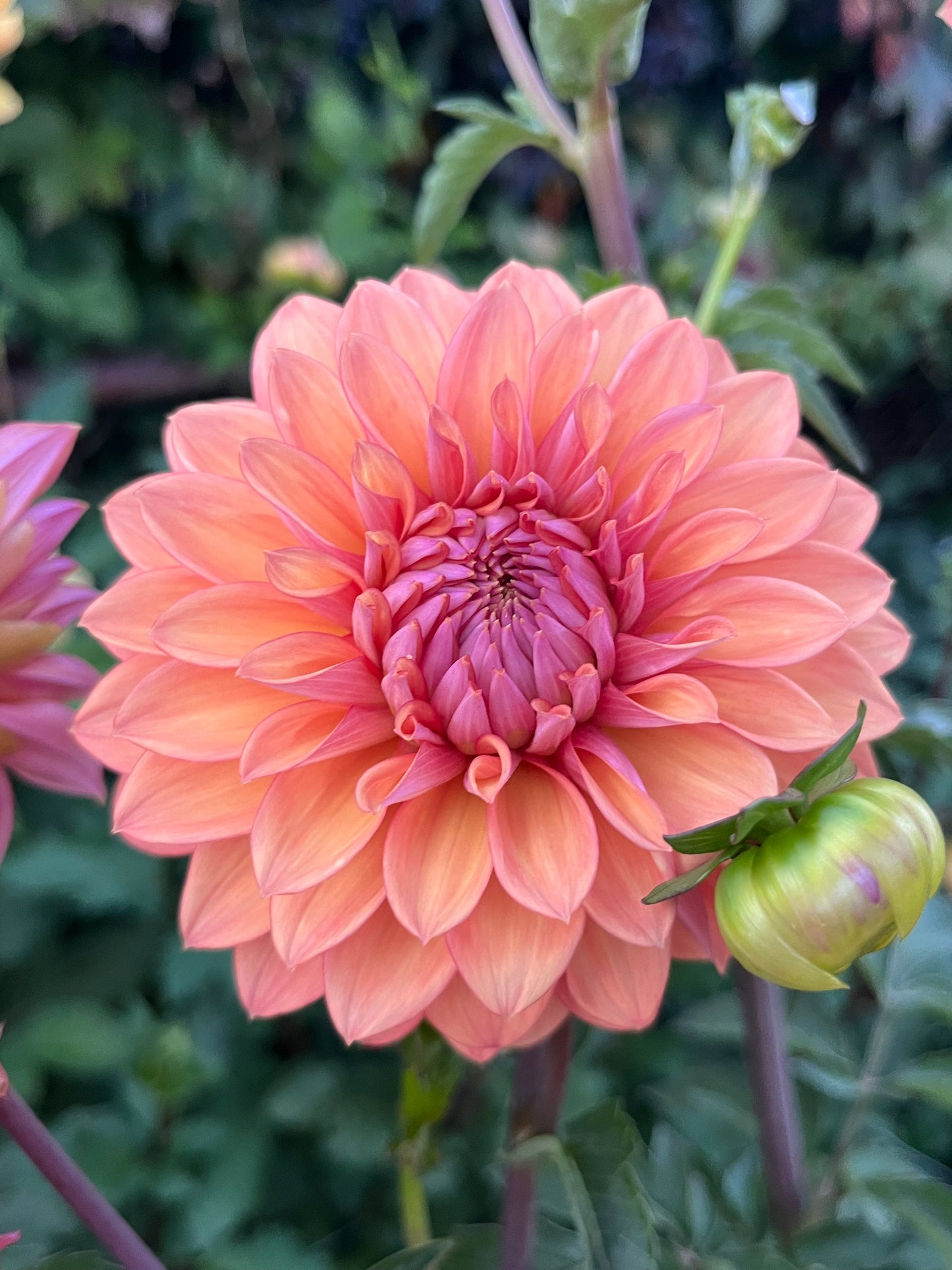 Misfit Kaleidoscope -Cutting-