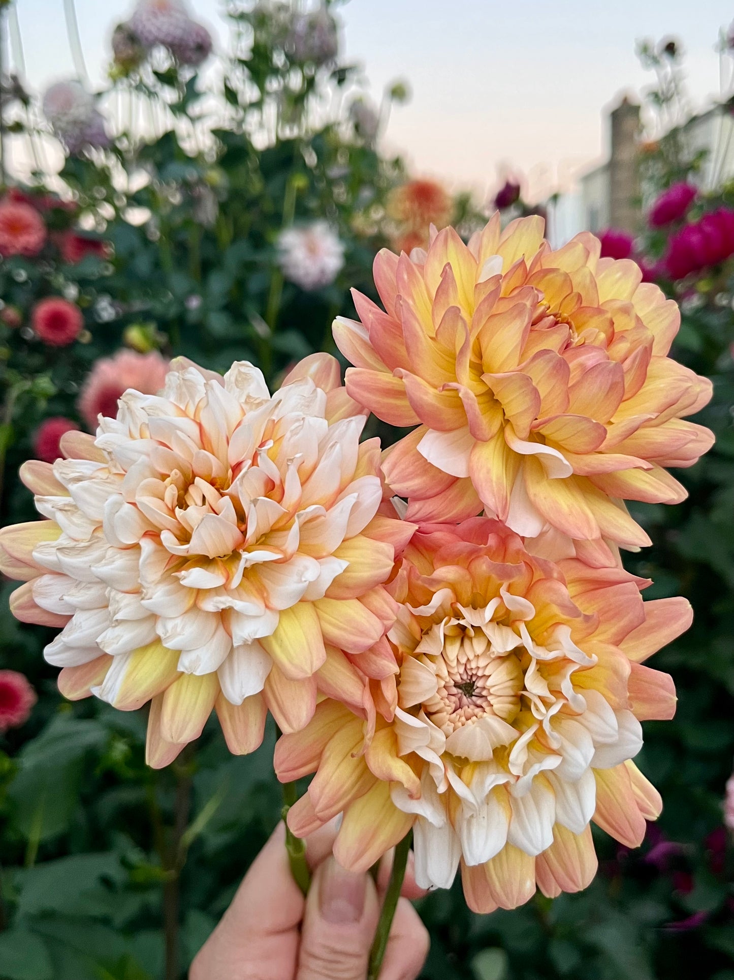 Prairie Home Judith Ann -Cutting-