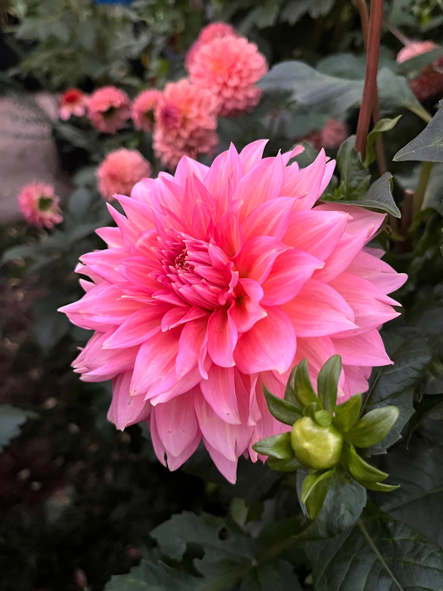 Mrs. Swanee Hunt -Cutting-