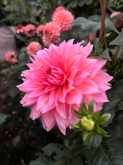 Mrs. Swanee Hunt -Cutting-