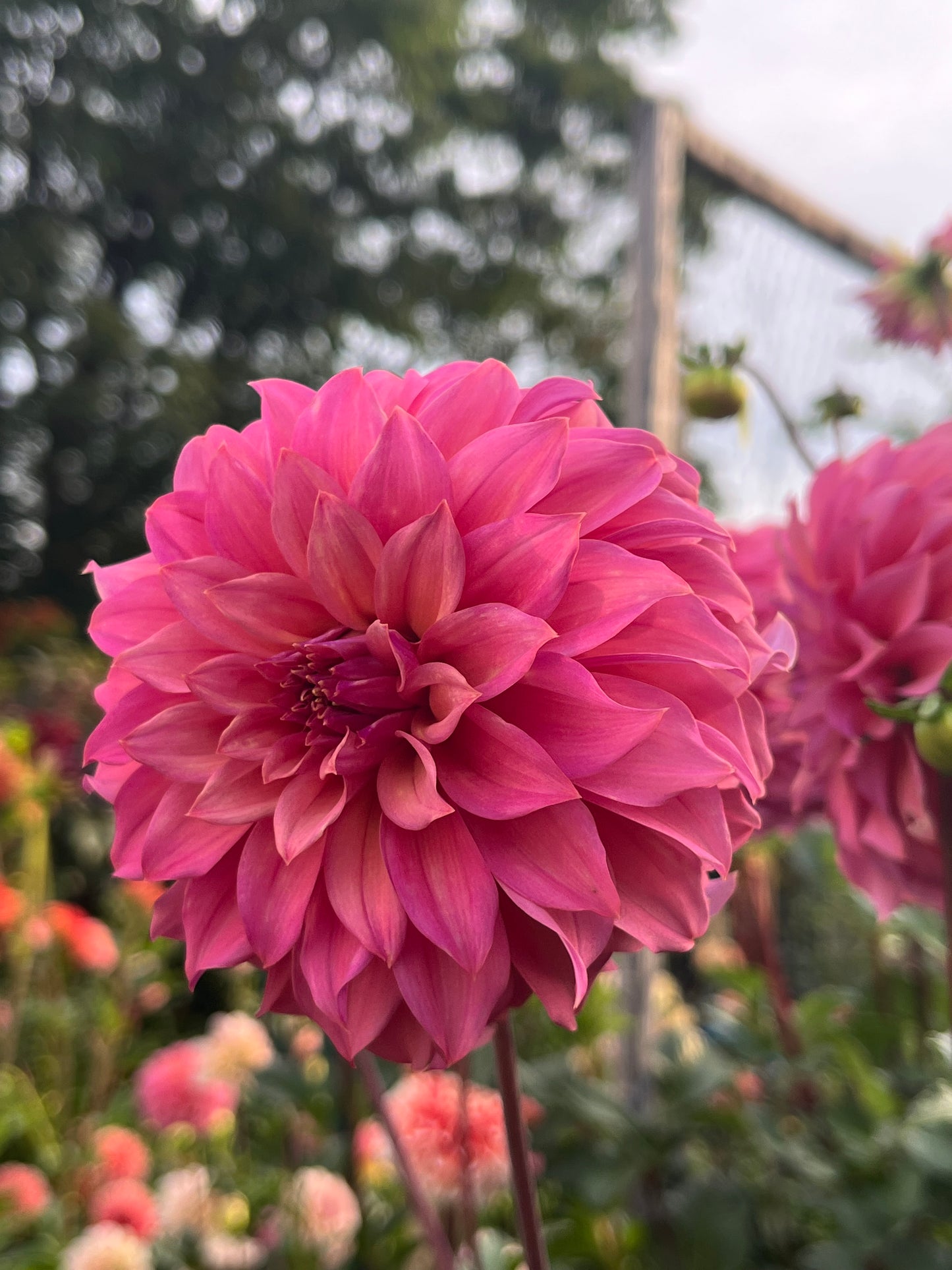 Bloomquist Innate -Cutting-