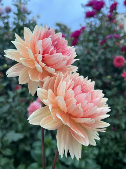 Carolina Wagemans -Limit 1 per Household-