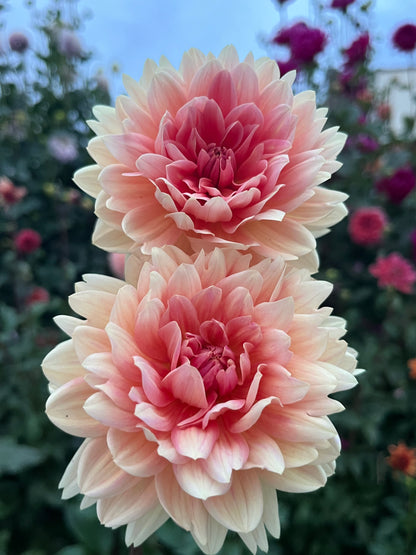 Carolina Wagemans -Limit 1 per Household-