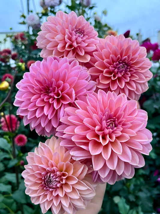 Roza Pantera- Limit 1 per Household-