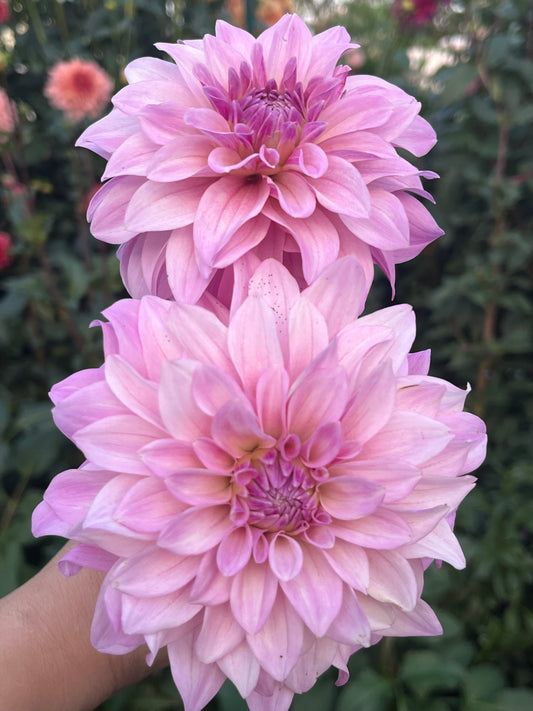 Bella Dawn -Cutting-