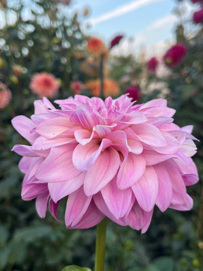 Bella Dawn -Limit 1 per Household-