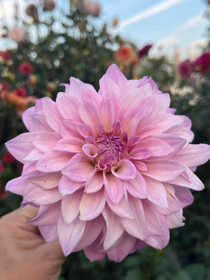 Bella Dawn -Limit 1 per Household-