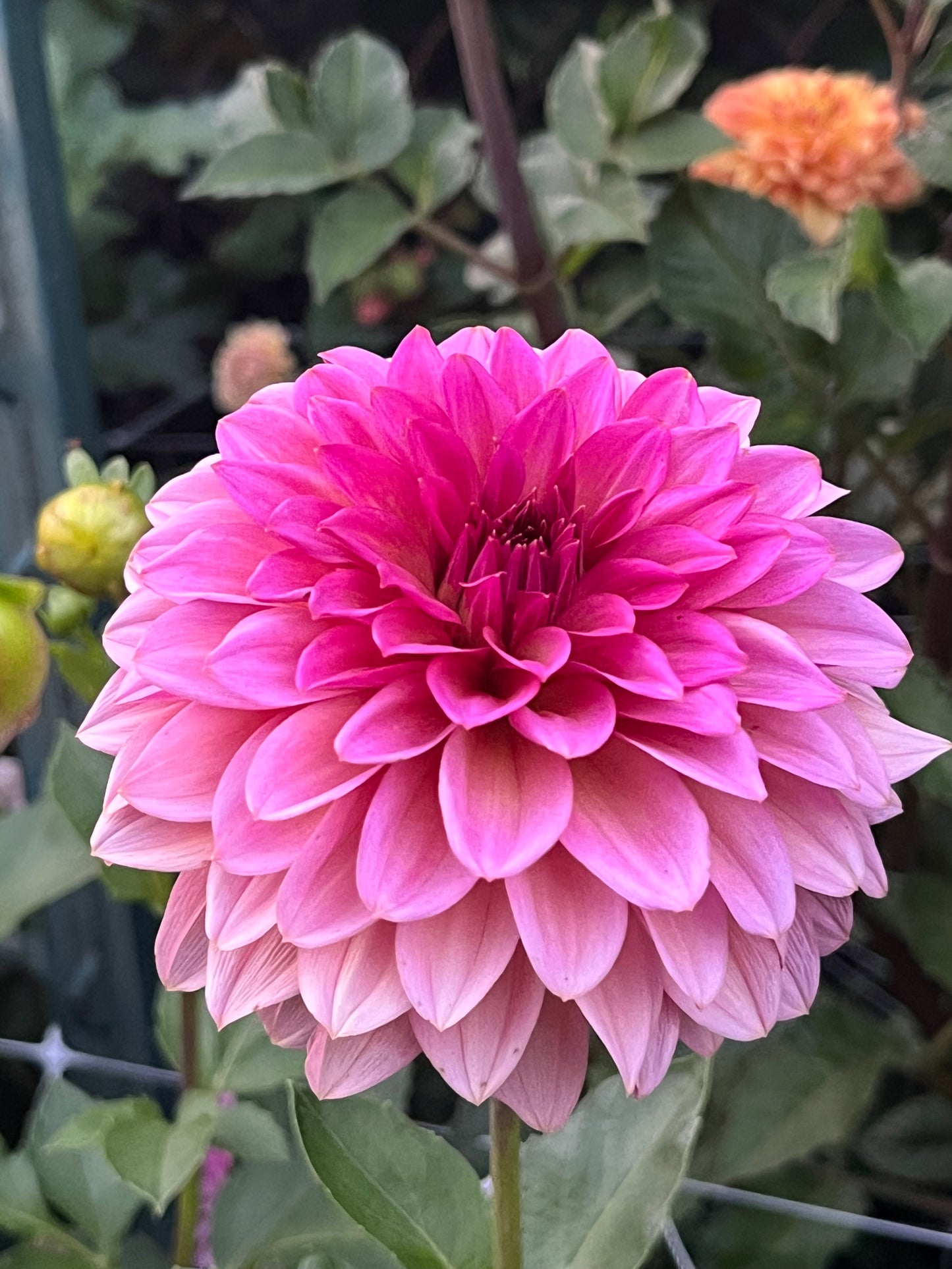 Antique Romance🇯🇵 -Limit 1 per Household-