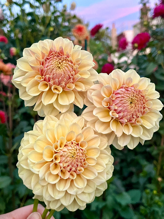 LTF Lemon Blush -Limit 1 per Household-