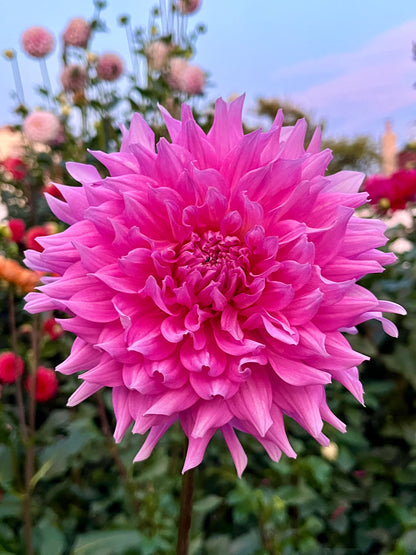 Fern Ridge Fancy -Cutting-