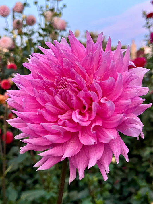 Fern Ridge Fancy -Cutting-