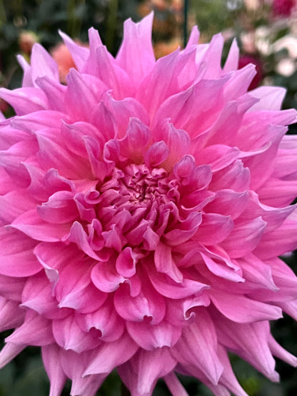 Fern Ridge Fancy -Cutting-