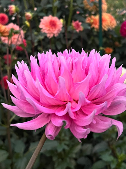 Fern Ridge Fancy -Cutting-