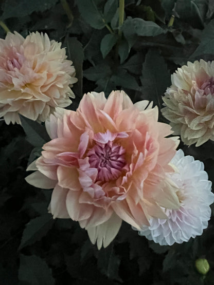 Joel’s Favourite -Cutting-