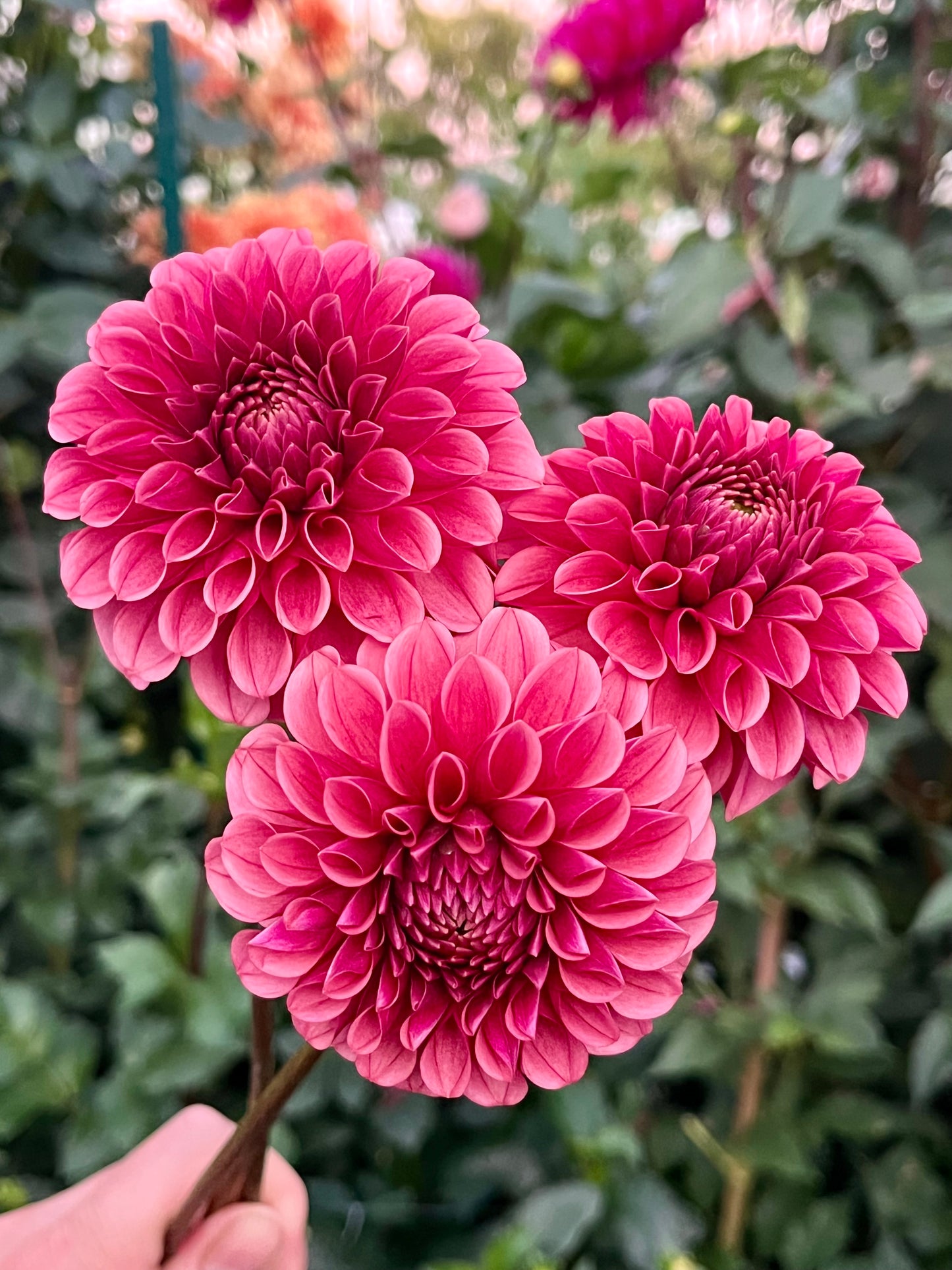 Levi's Blood Moon -Cutting-