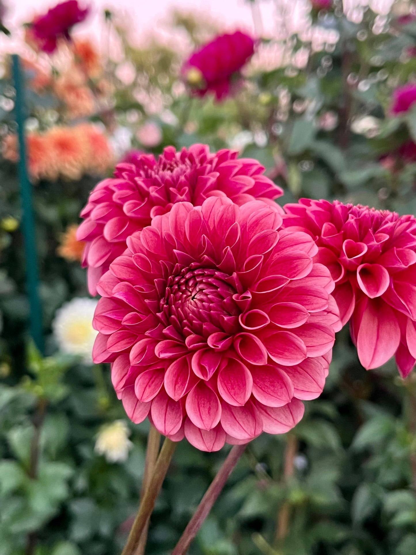 Levi's Blood Moon -Cutting-