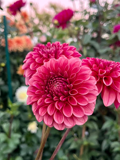 Levi's Blood Moon -Cutting-