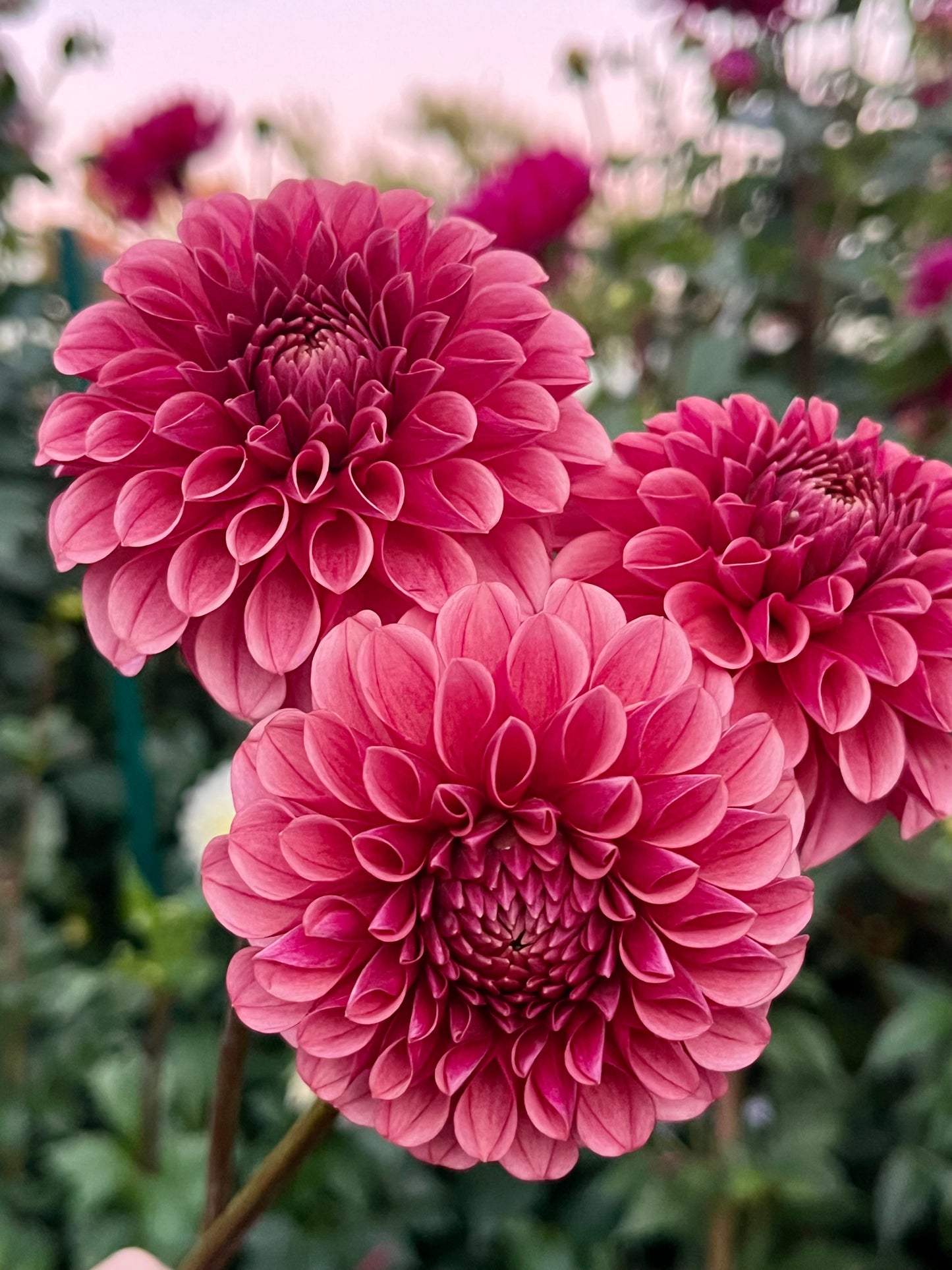 Levi's Blood Moon -Cutting-