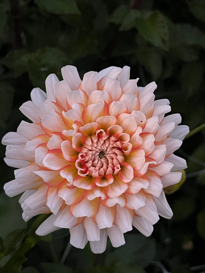 Prairie Home Judith Ann -Cutting-