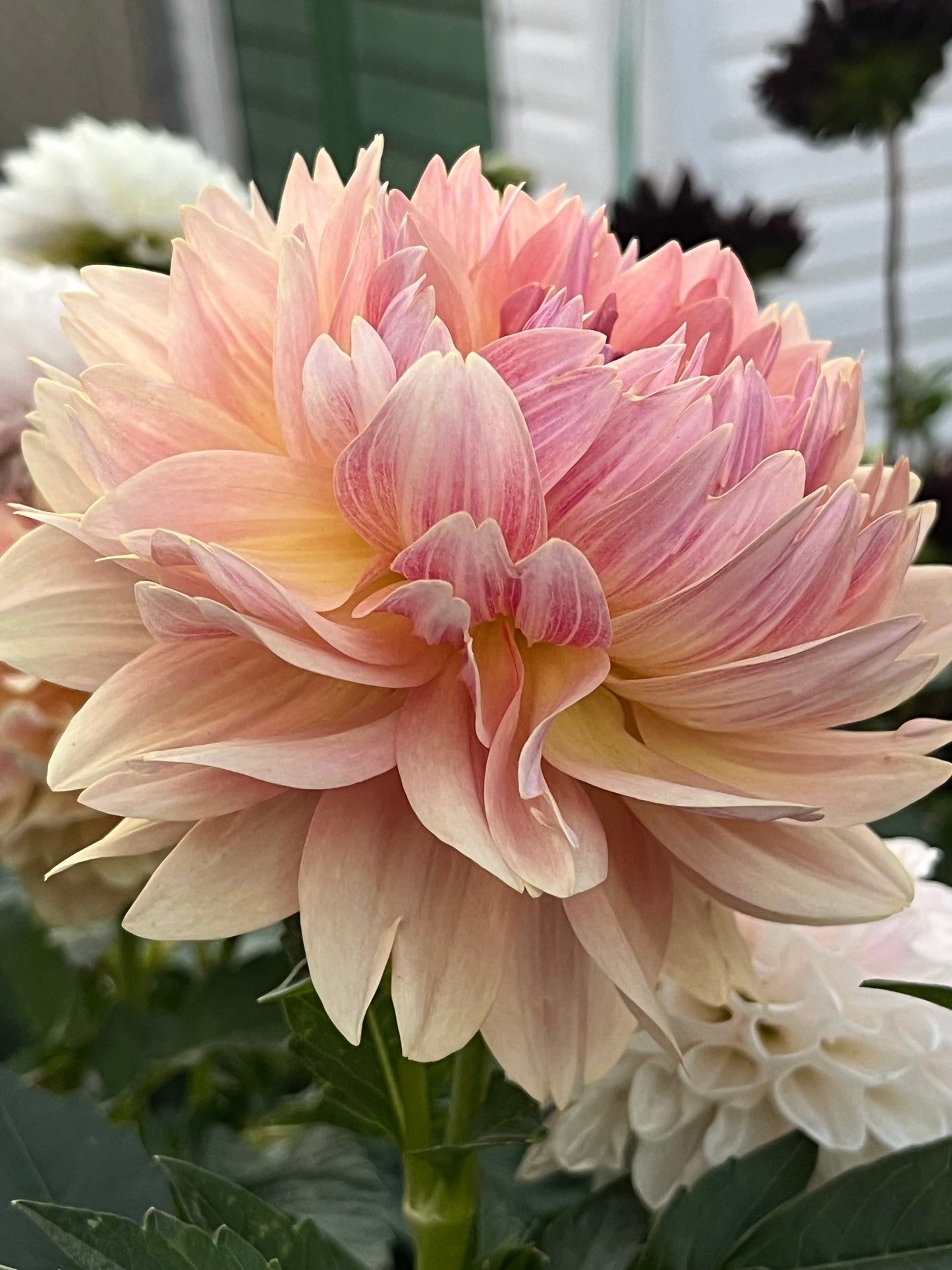 Joel’s Favourite -Cutting-