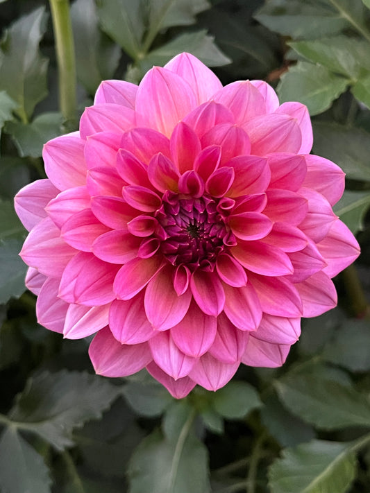 Antique Romance🇯🇵 -Cutting-