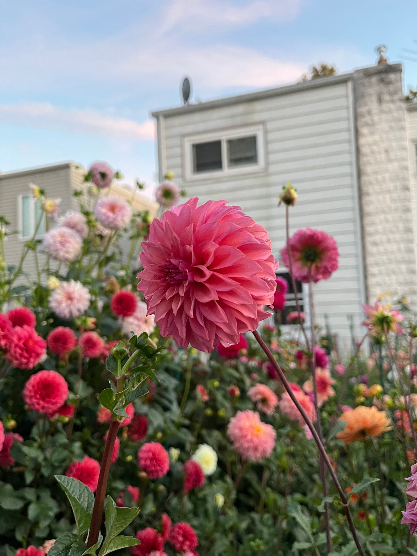 Bloomquist Innate -Cutting-