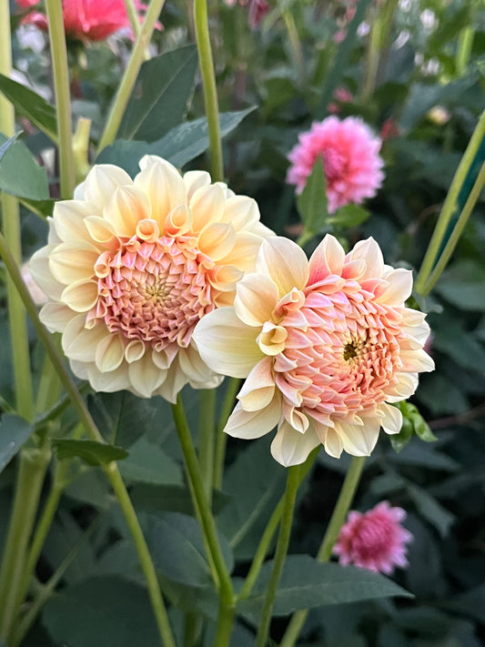 LTF Lemon Blush -Limit 1 per Household-