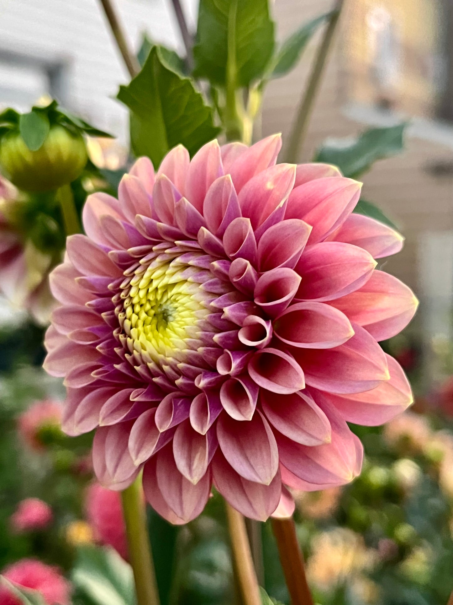 Levi’s Leprechaun -Cutting-