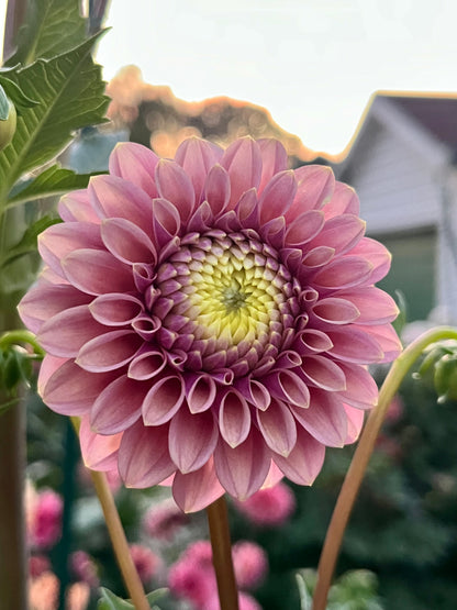 Levi’s Leprechaun -Cutting-