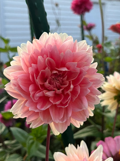 Carolina Wagemans -Limit 1 per Household-