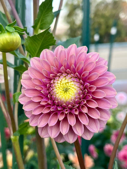 Levi’s Leprechaun -Cutting-