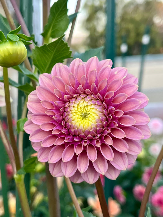 Levi’s Leprechaun -Limit 1 per Household-