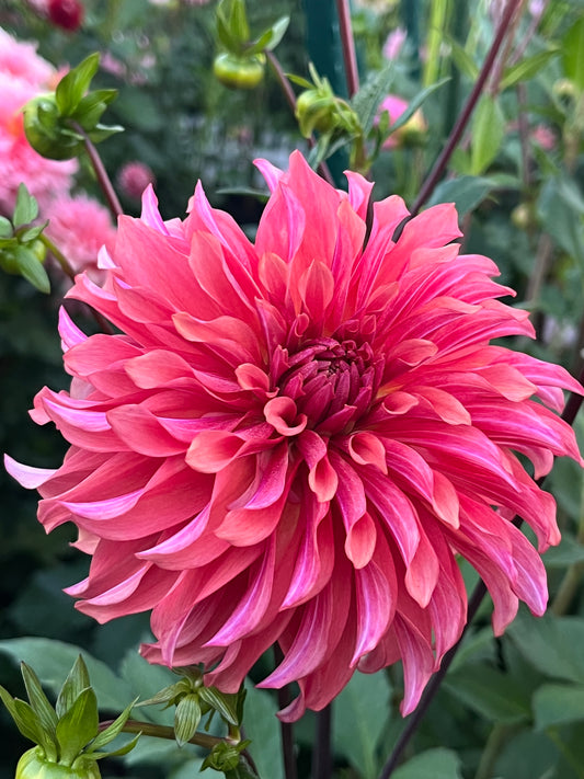 Lakeview Storm -Cutting-