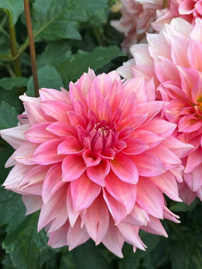 Mrs. Swanee Hunt -Cutting-