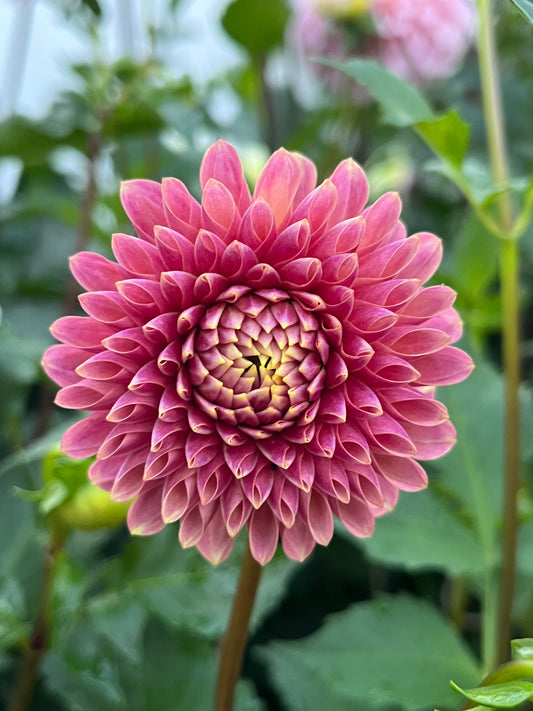 Levi's Sunfire -Cutting-