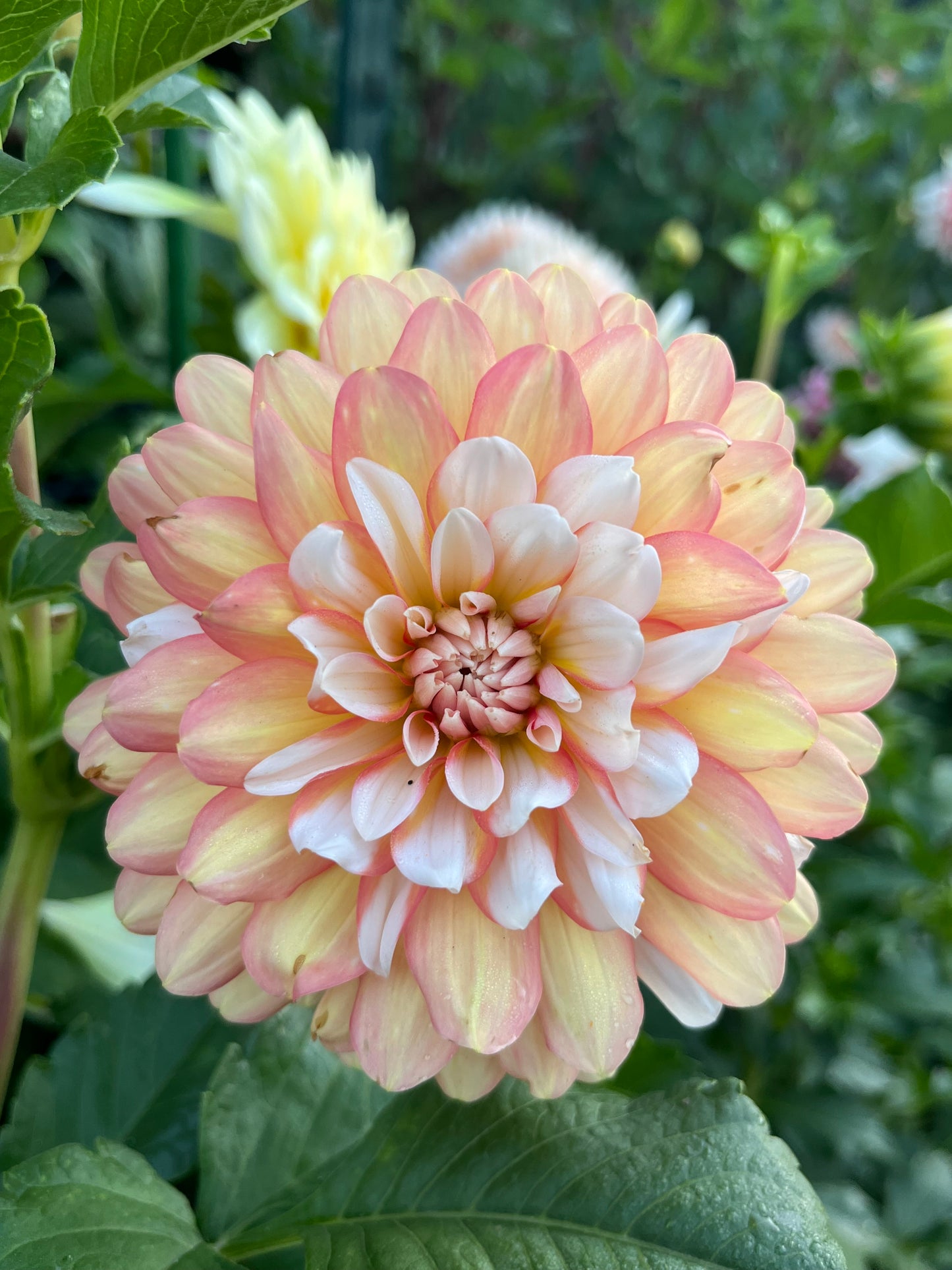 Prairie Home Judith Ann -Cutting-